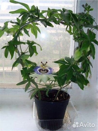 Пассифлора маракуйя