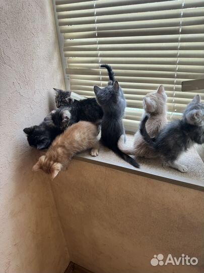 Котята в добрые руки