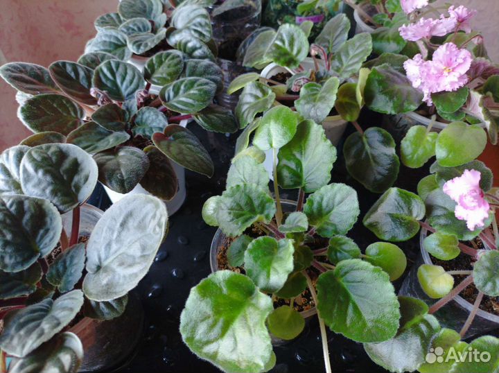 Фиалки сенполии