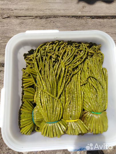 Папоротник солёный 