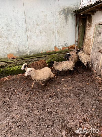 Овцы бараны ягнята