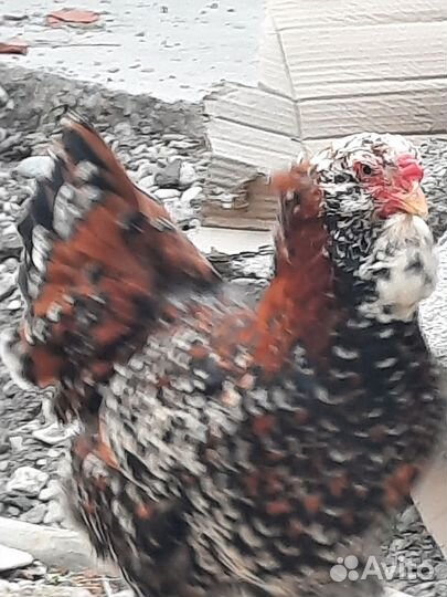 Инкубоционное яйцо и цыплята. Орловская ситцевая