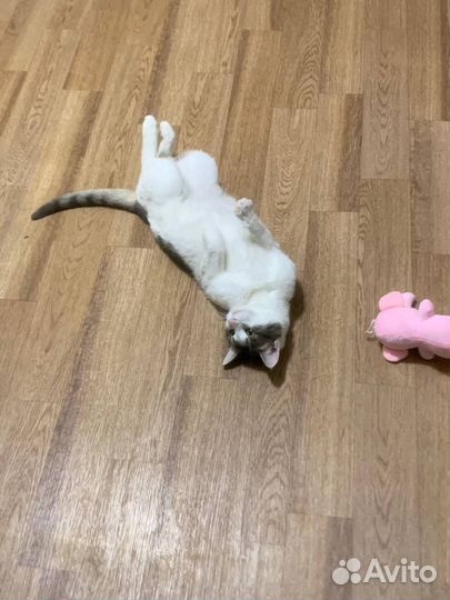 Отдам кота в добрые руки