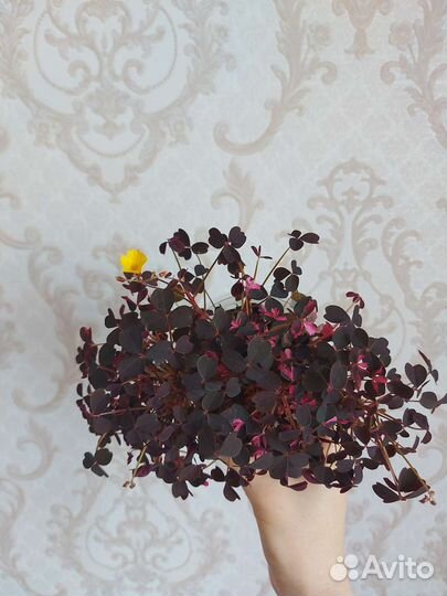 Кислица вулканическая