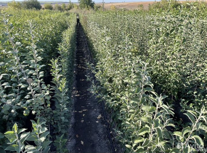 Саженцы Яблоня Черешня Груша