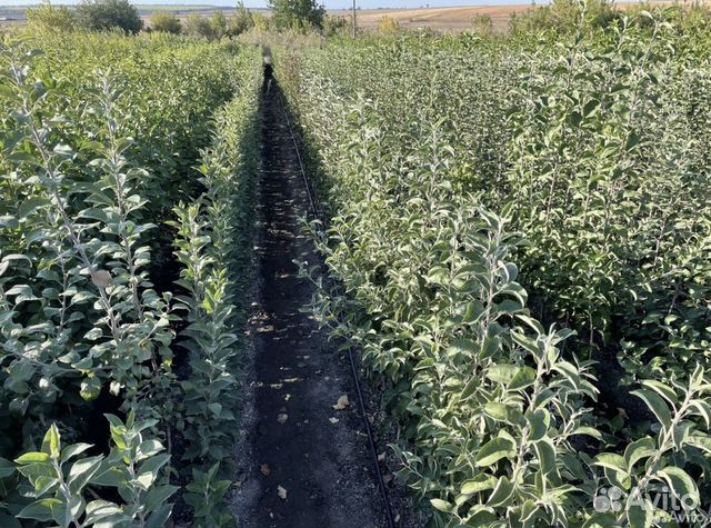 Саженцы Яблоня Черешня Груша