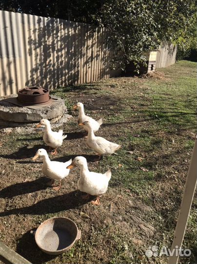 Утки муларды