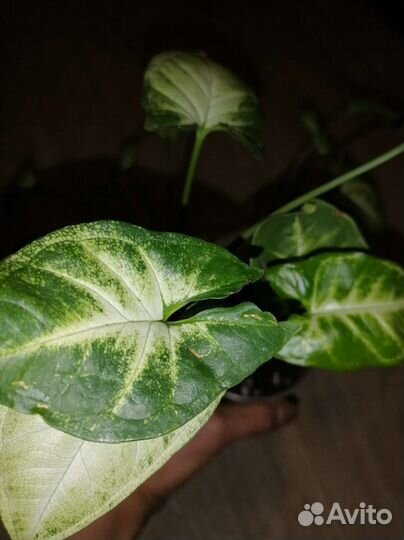 Сингониум Пикси