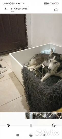 Родильный ящик для собак манеж для щенков