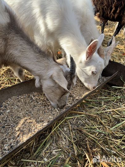Козалята пародестые