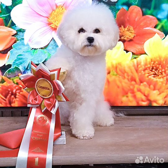 Шикарная девочка с выставочной харизмой