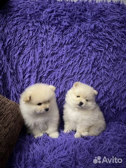 Щенки шпица