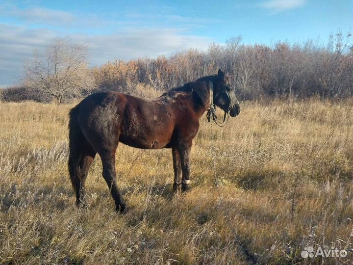Продам лошадь