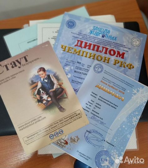 Кане корсо вязка