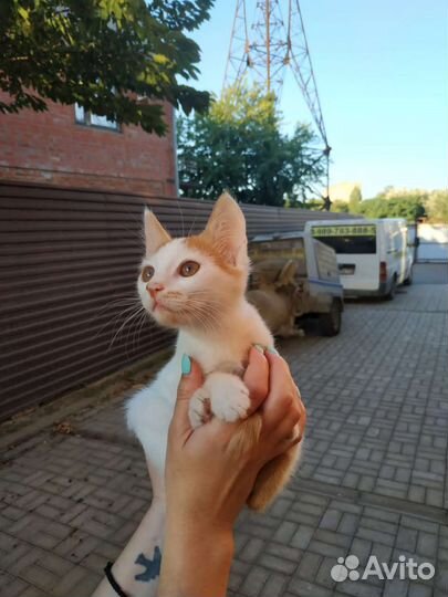 Котёнок ищет семью