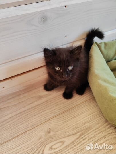 Котята в добрые руки бесплатно