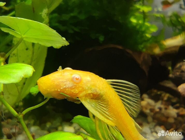 Аквариумные рыбки улитки