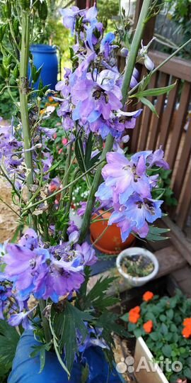 Дельфиниум