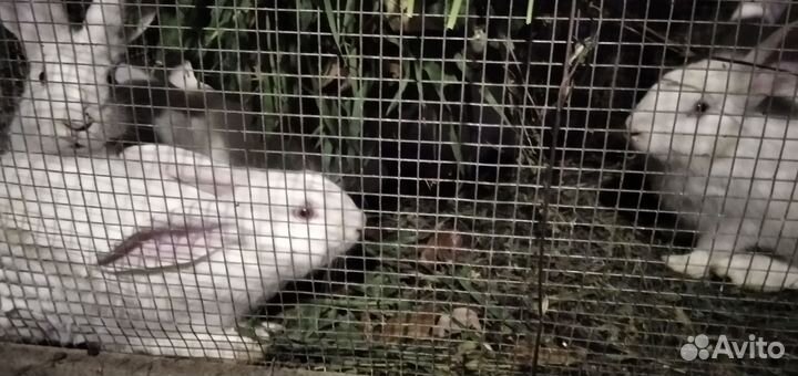 Белый паннон