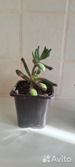 Красула хоббит