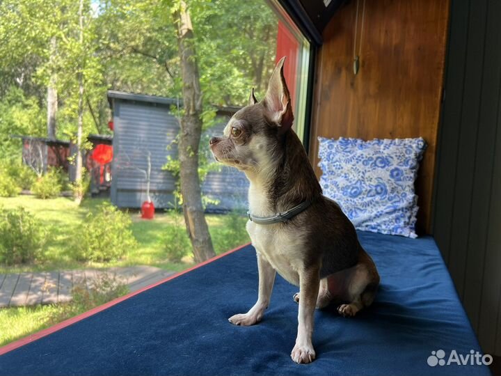Вязка чихуахуа