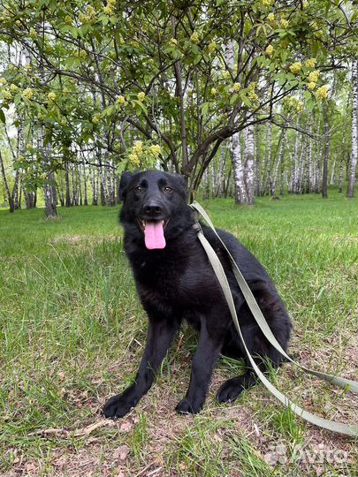 Молодая собака недавно попала в приют