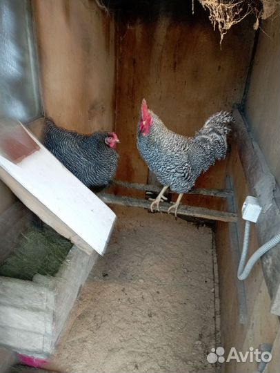 Чистопородные куры