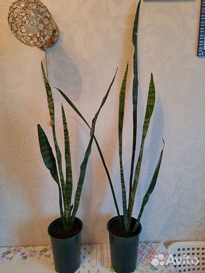 Сансевиерия