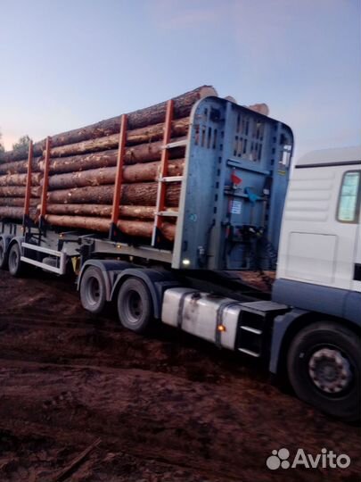 Лес кругляк сосна