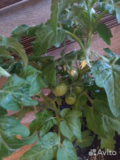 Балконные помидоры)