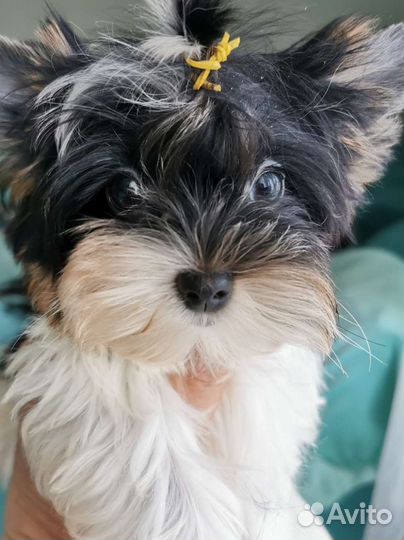 Биверенок mini девочка