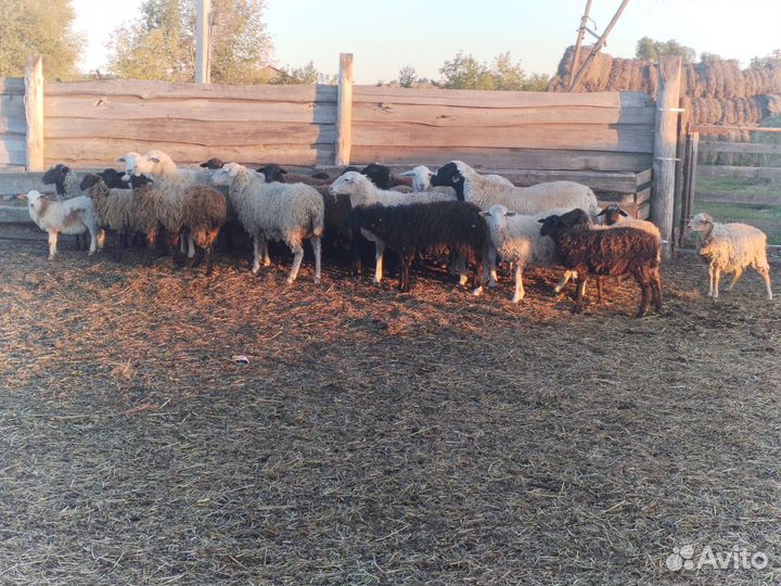 Сельхоз животные