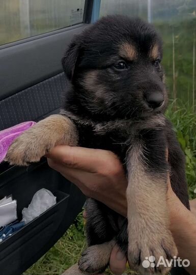 Щенки в хорошие руки