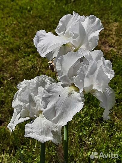 Ирисы бородатые сортовые