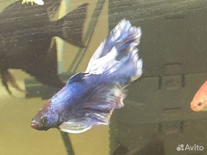 Креветки и сомики, рыбки петушки