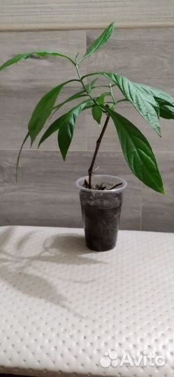 Пахистахис