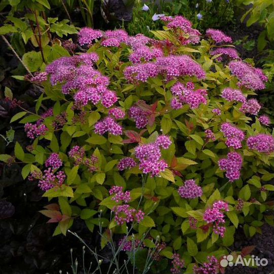 Туя, каштаны, ивы, каприфоль, спирея