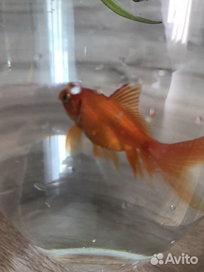 Золотая рыбка