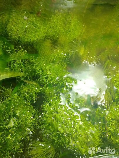 Продам рыбок