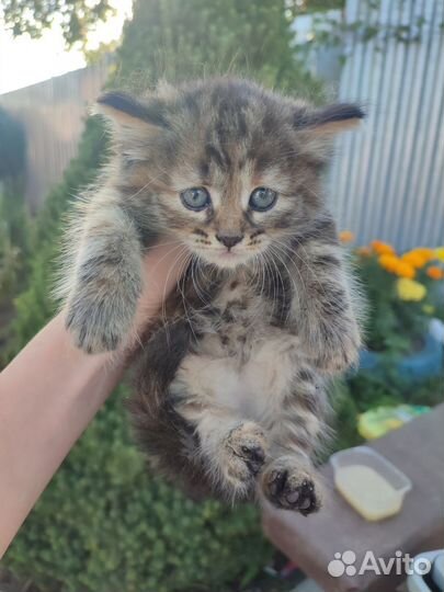 Котята от вислоухой кошки