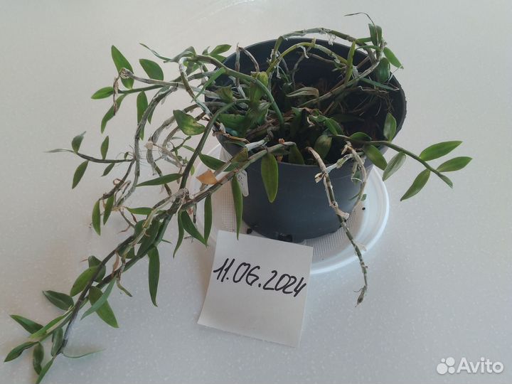 Орхидея Dendrobium