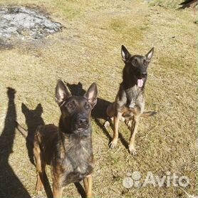 Бельгийская овчарка (Малинуа): 🐕 описание породы, характер собаки, виды, фото