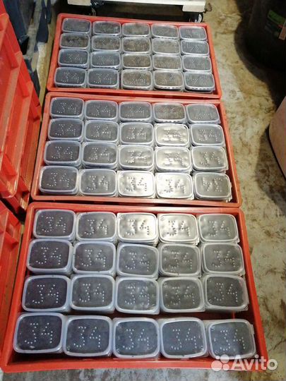 Черви для рыбалки (дендробена винета )