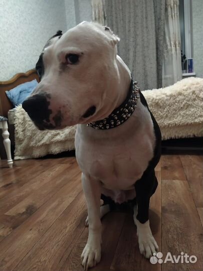 Щенки стаффорда