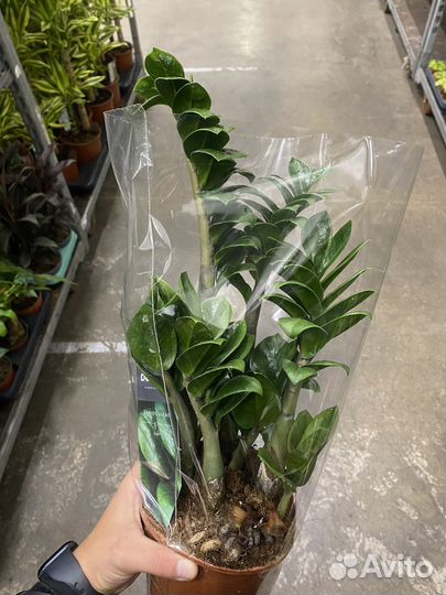 Замиокулькас зензи