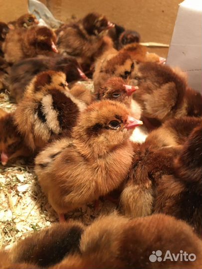 Цыплята суточные