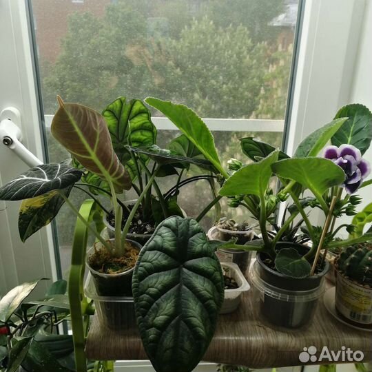 Комнатные растения, ароидные