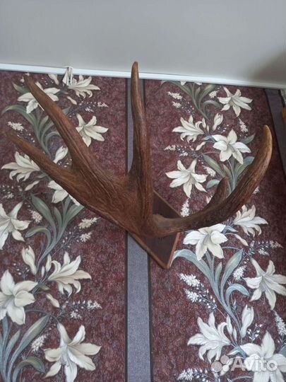 Рога лося косули