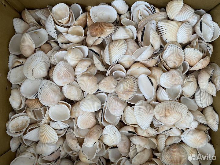 Ракушка Скафарка Черноморская 5,6 кг