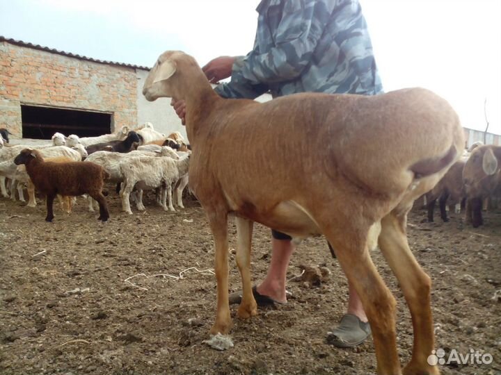 Овцы бараны ягнята